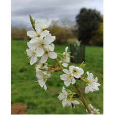 Слива домашня ‘Персикова’|Prunus domestica ‘Persykova’|Слива домашняя ‘Персиковая’