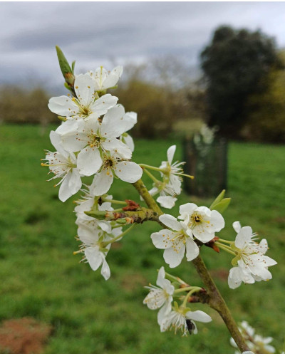 Слива домашня ‘Персикова’|Prunus domestica ‘Persykova’|Слива домашняя ‘Персиковая’