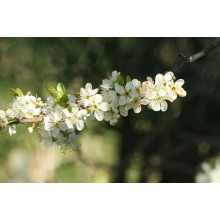 Слива домашня ‘Персикова’|Prunus domestica ‘Persykova’|Слива домашняя ‘Персиковая’