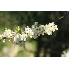 Слива домашня ‘Персикова’|Prunus domestica ‘Persykova’|Слива домашняя ‘Персиковая’
