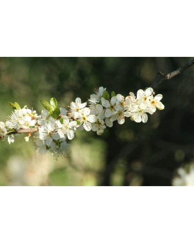 Слива домашня ‘Персикова’|Prunus domestica ‘Persykova’|Слива домашняя ‘Персиковая’