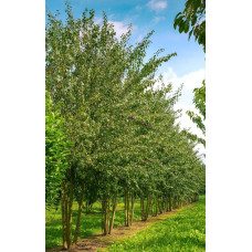 Слива домашня ‘Персикова’|Prunus domestica ‘Persykova’|Слива домашняя ‘Персиковая’