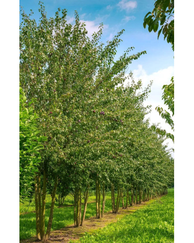 Слива домашня ‘Персикова’|Prunus domestica ‘Persykova’|Слива домашняя ‘Персиковая’