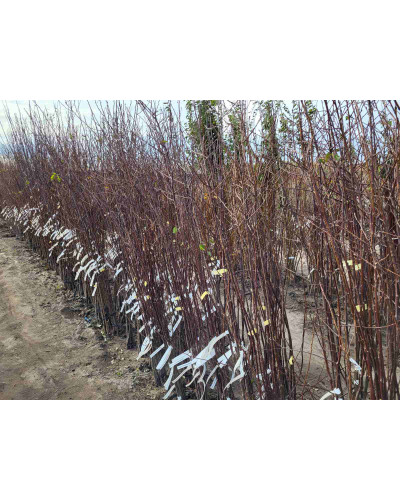 Слива домашня ‘Персикова’|Prunus domestica ‘Persykova’|Слива домашняя ‘Персиковая’
