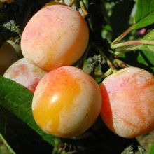Слива домашня ‘Персикова’|Prunus domestica ‘Persykova’|Слива домашняя ‘Персиковая’