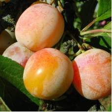 Слива домашня ‘Персикова’|Prunus domestica ‘Persykova’|Слива домашняя ‘Персиковая’