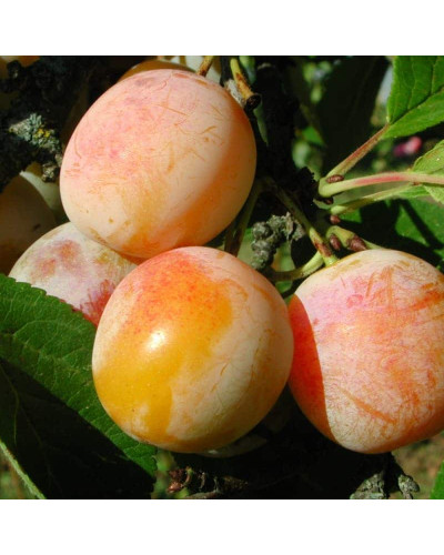 Слива домашня ‘Персикова’|Prunus domestica ‘Persykova’|Слива домашняя ‘Персиковая’