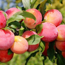 Слива домашня ‘Персикова’|Prunus domestica ‘Persykova’|Слива домашняя ‘Персиковая’