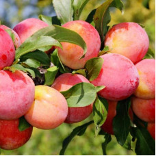 Слива домашня ‘Персикова’|Prunus domestica ‘Persykova’|Слива домашняя ‘Персиковая’