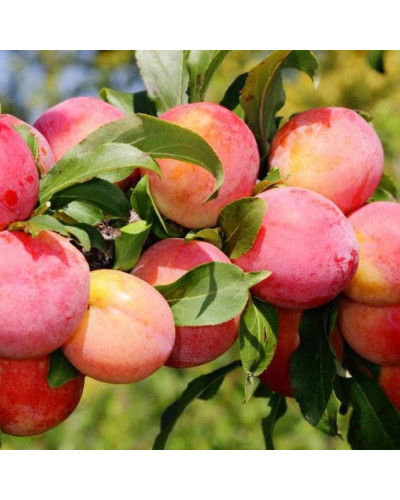 Слива домашня ‘Персикова’|Prunus domestica ‘Persykova’|Слива домашняя ‘Персиковая’