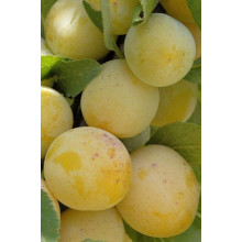 Слива диплоїдна Флавор Квін (середня) | Prunus Flavour Queen (middle) | Слива диплоидная Флавор Квин (средняя)