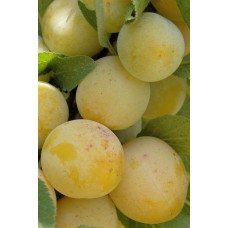 Слива диплоїдна Флавор Квін (середня) | Prunus Flavour Queen (middle) | Слива диплоидная Флавор Квин (средняя)