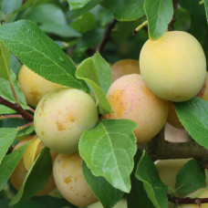 Слива диплоїдна Флавор Квін (середня) | Prunus Flavour Queen (middle) | Слива диплоидная Флавор Квин (средняя)