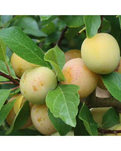 Слива диплоїдна Флавор Квін (середня) | Prunus Flavour Queen (middle) | Слива диплоидная Флавор Квин (средняя)