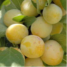 Слива диплоїдна Флавор Квін (середня) | Prunus Flavour Queen (middle) | Слива диплоидная Флавор Квин (средняя)