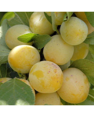 Слива диплоїдна Флавор Квін (середня) | Prunus Flavour Queen (middle) | Слива диплоидная Флавор Квин (средняя)