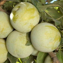 Слива диплоїдна Флавор Квін (середня) | Prunus Flavour Queen (middle) | Слива диплоидная Флавор Квин (средняя)