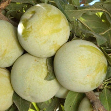 Слива диплоїдна Флавор Квін (середня) | Prunus Flavour Queen (middle) | Слива диплоидная Флавор Квин (средняя)