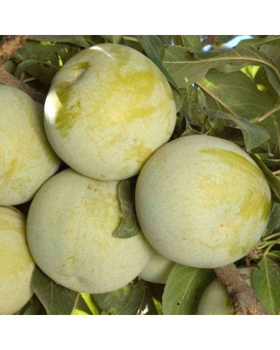 Слива диплоїдна Флавор Квін (середня) | Prunus Flavour Queen (middle) | Слива диплоидная Флавор Квин (средняя)