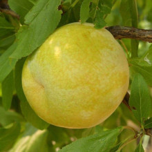 Слива диплоїдна Флавор Квін (середня) | Prunus Flavour Queen (middle) | Слива диплоидная Флавор Квин (средняя)