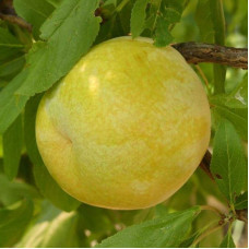 Слива диплоїдна Флавор Квін (середня) | Prunus Flavour Queen (middle) | Слива диплоидная Флавор Квин (средняя)