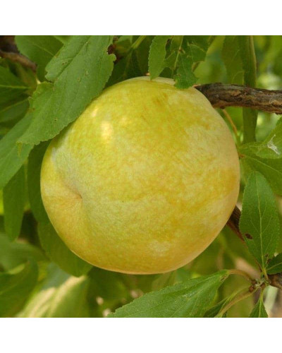 Слива диплоїдна Флавор Квін (середня) | Prunus Flavour Queen (middle) | Слива диплоидная Флавор Квин (средняя)