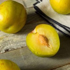 Слива диплоїдна Флавор Квін (середня) | Prunus Flavour Queen (middle) | Слива диплоидная Флавор Квин (средняя)