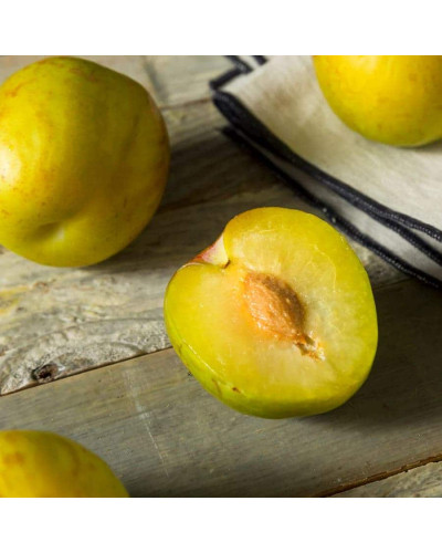 Слива диплоїдна Флавор Квін (середня) | Prunus Flavour Queen (middle) | Слива диплоидная Флавор Квин (средняя)