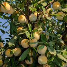 Слива диплоїдна Флавор Квін (середня) | Prunus Flavour Queen (middle) | Слива диплоидная Флавор Квин (средняя)