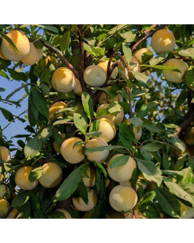 Слива диплоїдна Флавор Квін (середня) | Prunus Flavour Queen (middle) | Слива диплоидная Флавор Квин (средняя)
