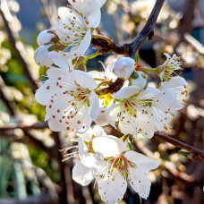 Слива диплоїдна Флавор Квін (середня) | Prunus Flavour Queen (middle) | Слива диплоидная Флавор Квин (средняя)
