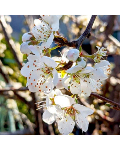 Слива диплоїдна Флавор Квін (середня) | Prunus Flavour Queen (middle) | Слива диплоидная Флавор Квин (средняя)