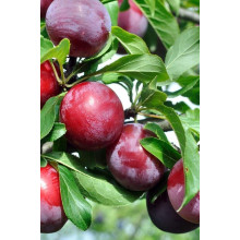 Слива диплоїдна Старкінг Делішес (середня) | Prunus Starking Delicious (middle) | Слива диплоидная Старкинг Делишес (средняя)