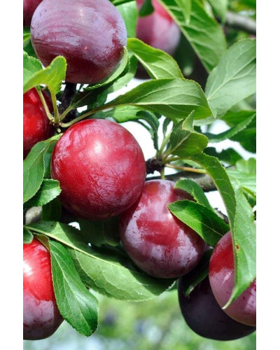Слива диплоїдна Старкінг Делішес (середня) | Prunus Starking Delicious (middle) | Слива диплоидная Старкинг Делишес (средняя)