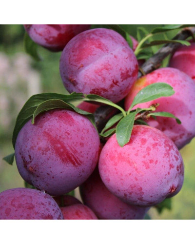 Слива диплоїдна Старкінг Делішес (середня) | Prunus Starking Delicious (middle) | Слива диплоидная Старкинг Делишес (средняя)