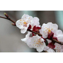 Слива диплоїдна Старкінг Делішес (середня) | Prunus Starking Delicious (middle) | Слива диплоидная Старкинг Делишес (средняя)