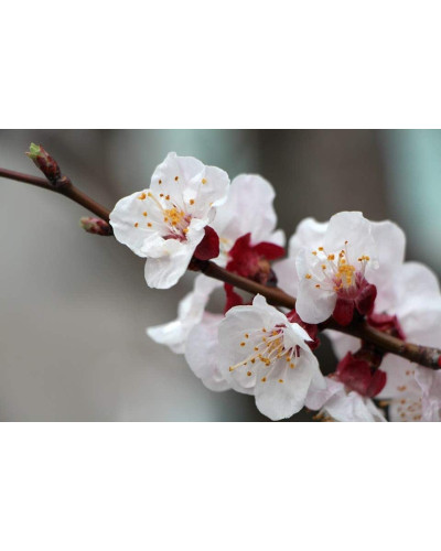 Слива диплоїдна Старкінг Делішес (середня) | Prunus Starking Delicious (middle) | Слива диплоидная Старкинг Делишес (средняя)