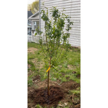 Слива диплоїдна Старкінг Делішес (середня) | Prunus Starking Delicious (middle) | Слива диплоидная Старкинг Делишес (средняя)
