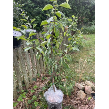 Слива диплоїдна Старкінг Делішес (середня) | Prunus Starking Delicious (middle) | Слива диплоидная Старкинг Делишес (средняя)