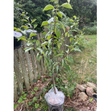 Слива диплоїдна Старкінг Делішес (середня) | Prunus Starking Delicious (middle) | Слива диплоидная Старкинг Делишес (средняя)