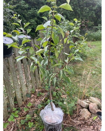 Слива диплоїдна Старкінг Делішес (середня) | Prunus Starking Delicious (middle) | Слива диплоидная Старкинг Делишес (средняя)