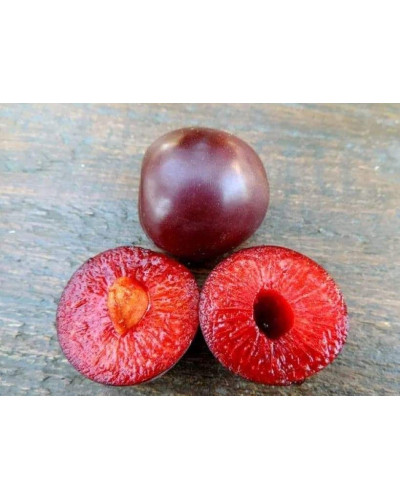 Слива диплоїдна Старкінг Делішес (середня) | Prunus Starking Delicious (middle) | Слива диплоидная Старкинг Делишес (средняя)