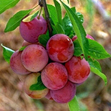 Слива диплоїдна Старкінг Делішес (середня) | Prunus Starking Delicious (middle) | Слива диплоидная Старкинг Делишес (средняя)