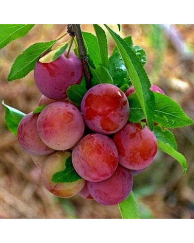Слива диплоїдна Старкінг Делішес (середня) | Prunus Starking Delicious (middle) | Слива диплоидная Старкинг Делишес (средняя)