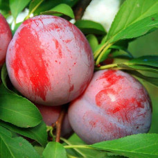 Слива диплоїдна Старкінг Делішес (середня) | Prunus Starking Delicious (middle) | Слива диплоидная Старкинг Делишес (средняя)