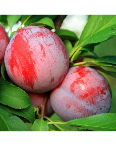 Слива диплоїдна Старкінг Делішес (середня) | Prunus Starking Delicious (middle) | Слива диплоидная Старкинг Делишес (средняя)