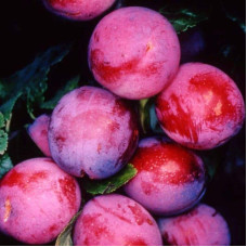 Слива диплоїдна Старкінг Делішес (середня) | Prunus Starking Delicious (middle) | Слива диплоидная Старкинг Делишес (средняя)