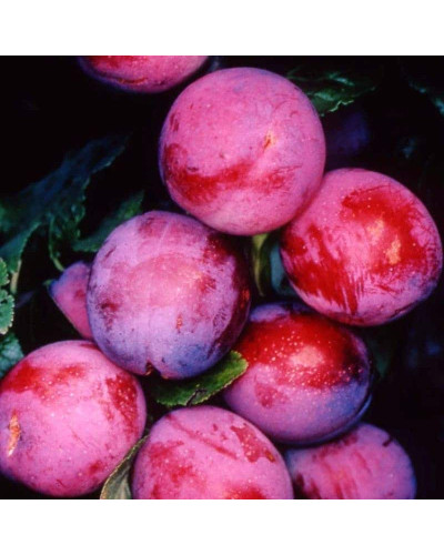 Слива диплоїдна Старкінг Делішес (середня) | Prunus Starking Delicious (middle) | Слива диплоидная Старкинг Делишес (средняя)