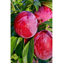 Слива диплоїдна ‘Роял Руж’|Prunus domestica ‘Royal Rouge’|Слива диплоидная ‘Роял Руж’