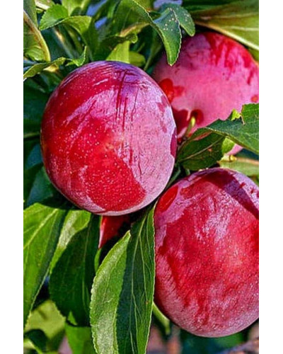 Слива диплоїдна ‘Роял Руж’|Prunus domestica ‘Royal Rouge’|Слива диплоидная ‘Роял Руж’